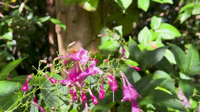 Bee Pollinating Strobilanthes cusia Flowers in Sunlit Garden