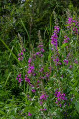 Purple loosestrife Lythrum salicaria inflorescence. Flower spike of plant in the family Lythraceae, associated with wet habitats