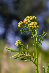 Tansy Tanacetum vulgare wild plant in summer