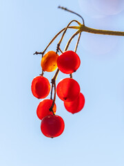 red berries of viburnum on a branch