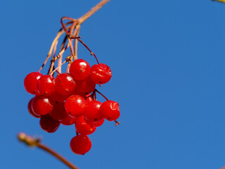 red berries of viburnum on a branch