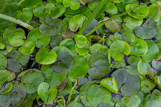 Hydrocharis morsus-ranae, frogbit, is a flowering plant belonging to the genus Hydrocharis in the family Hydrocharitaceae. It is a small floating plant resembling a small water lily