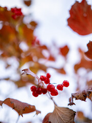 red berries of viburnum on a branch