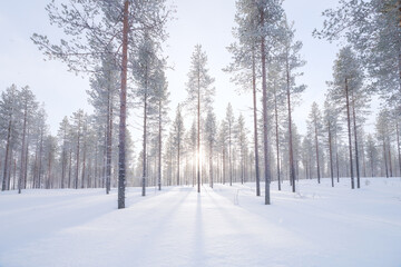 Fototapeta premium Winter landscape in the forest. Trees covered with snow. Sun rays through the trees. Winter wonderland. Scandinavian countries. Landscape in winter time. Background, wallpaper, postcard.