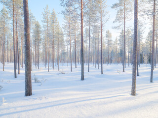 Winter landscape in the forest. Trees covered with snow. Sun rays through the trees. Winter wonderland. Scandinavian countries. Landscape in winter time. Background, wallpaper, postcard.