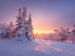 Nature in the north. Lapland, Finland. Winter wonderland. Trees covered with snow. Winter landscape during bright sunrise. Natural landscape. Background, wallpaper, postcards.