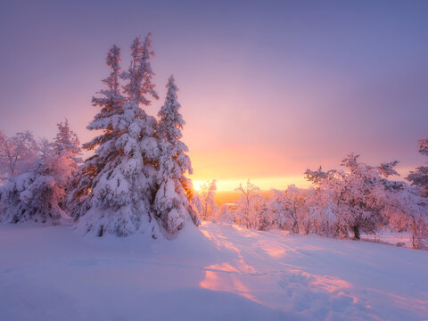 Nature in the north. Lapland, Finland. Winter wonderland. Trees covered with snow. Winter landscape during bright sunrise. Natural landscape. Background, wallpaper, postcards.