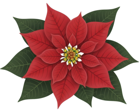 Vibrant red poinsettia flower with green leaves and yellow stamen on a transparent background, PNG image, PNG file - Powered by Adobe