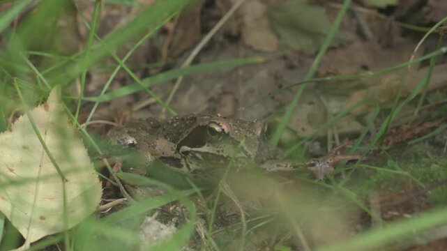 A dark green grass frog sits quietly in the grass.