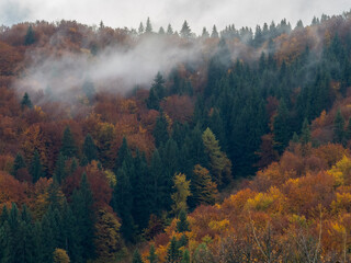 autumn forest in the fog