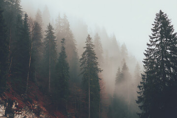 Eerie fog drapes through dense evergreen forest, creating a mystical and captivating scene perfect for nature lovers and atmospheric designs