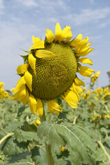 Closeup of a sunflower growing in a field of sunflowers during a nice sunny summer day, Sunflower natural background. flower blooming, Beautiful field of blooming sunflowers, Chakwal, Punjab, Pakistan