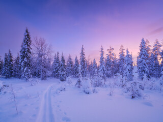 Nature in the north. Winter wonderland. Trees covered with snow. Winter landscape during bright sunset. Natural landscape. Background, wallpaper, postcards.