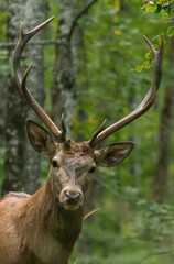 red deer in the forest of Kočevsko, Slovenia