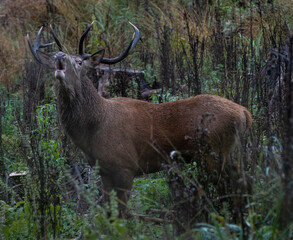 Red deer rut in Dinarics, Slovenia