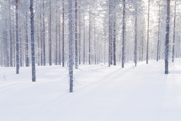 Fototapeta premium Winter landscape in the forest. Trees covered with snow. Sun rays through the trees. Winter wonderland. Scandinavian countries. Landscape in winter time. Background, wallpaper, postcard.