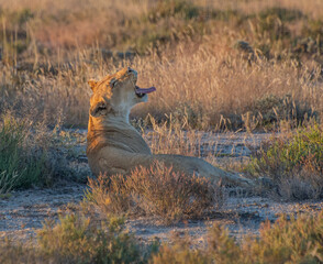 Tired lioness, Namibia