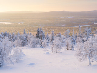 Nature in the north. Lapland, Finland. Winter wonderland. Trees covered with snow. Winter landscape during bright sunrise. Natural landscape. Background, wallpaper, postcards.