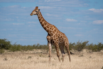 giraffe in the savannah