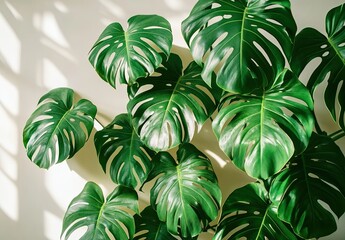 Split-leaf philodendron with sunny light