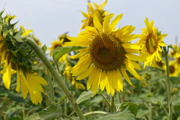 Closeup of a sunflower growing in a field of sunflowers during a nice sunny summer day, Sunflower natural background. flower blooming, Beautiful field of blooming sunflowers, Chakwal, Punjab, Pakistan