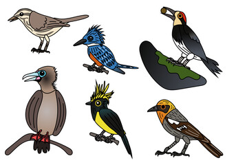 Collection of six birds: olive warbler, sultan tit, red-footed booby, acorn woodpecker, ringed kingfisher, northern waterthrush. Vector drawing. 