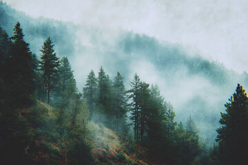 Ethereal forest landscape with mist shrouded trees creating a moody atmosphere perfect for nature lovers and atmospheric designs, a tranquil escape