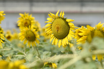 Closeup of a sunflower growing in a field of sunflowers during a nice sunny summer day, Sunflower natural background. flower blooming, Beautiful field of blooming sunflowers, Chakwal, Punjab, Pakistan
