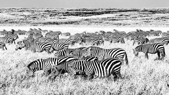 Black and White Plains