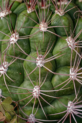 Macro de cactus