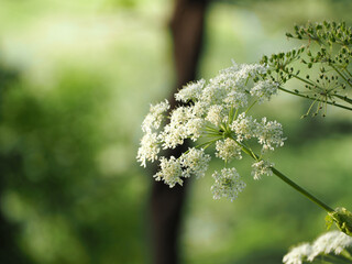 植物　白い花　風景