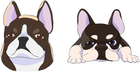 Fototapeta premium Cartoon Illustration of French Bulldog in Different Poses Vector