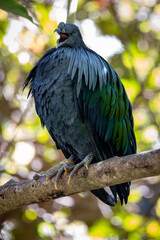 African Birds