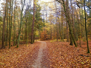 Autumnal forest landscape.
