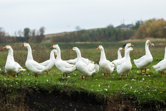 Peaceful rural landscape with a flock of white geese bathing and swimming in a small pond surrounded by green fields and village houses on a sunny countryside day