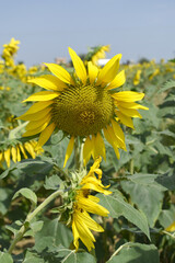Closeup of a sunflower growing in a field of sunflowers during a nice sunny summer day, Sunflower natural background. flower blooming, Beautiful field of blooming sunflowers, Chakwal, Punjab, Pakistan