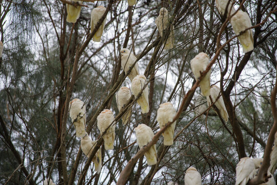 Corellas in a large flock and in flight at Wilson's Promonotory in Victoria, Australia in October 2025. 