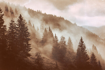 Ethereal mountain landscape with majestic trees shrouded in mist for atmospheric designs, serene backgrounds, and nature-inspired projects