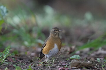 地面に降りたアカハラ