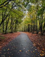 Narrow road in autumn forest. Winding road through woodland: early morning in October 
