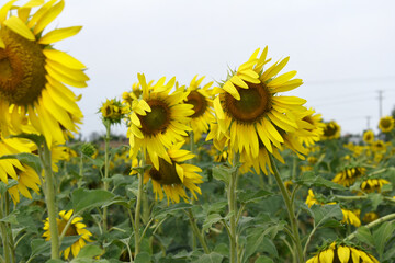 Closeup of a sunflower growing in a field of sunflowers during a nice sunny summer day, Sunflower natural background. flower blooming, Beautiful field of blooming sunflowers, Chakwal, Punjab, Pakistan