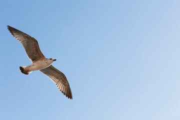 Fototapeta premium Seagull flying in the blue sky, closeup of photo