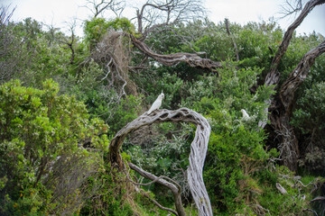 Corellas in a large flock and in flight at Wilson's Promonotory in Victoria, Australia in October 2025. 