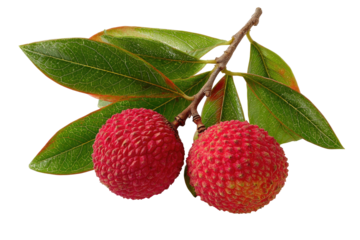 Two litchi fruits hang from branch with lush green leaves