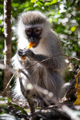 Monkey Furbabies