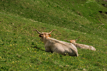 domestic yak pasturing inside the Dolomites meadows, Val di Fassa, Dolomites, Italy