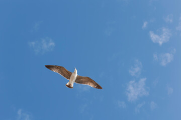 Seagull flying in the blue sky, closeup of photo