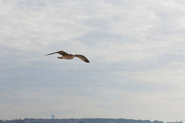 Seagull flying in the blue sky, closeup of photo