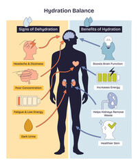 Hydration balance visualizes how water affects body systems, human silhouette highlights brain and kidneys, contrasting dehydration signs and hydration benefits. Doodle style diagram