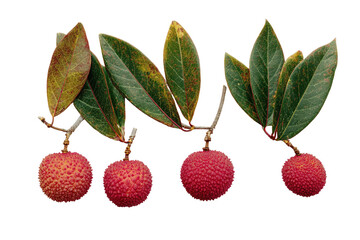 Lychee-like fruits dangle from leafy branches, autumn hued